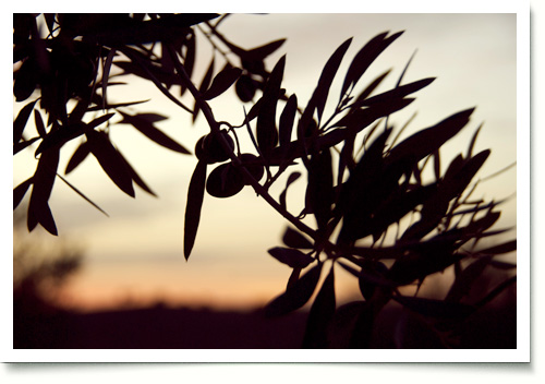 Olivenbaum in der Morgendämmerung