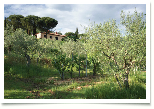 Einige Olivenbäume mit dem Haus im Hintergrund